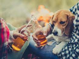 Can Cats And Dogs Drink Beer Or Alcohol Petmd
