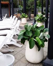 Pot Cantik Scandinavia Kolam Renang