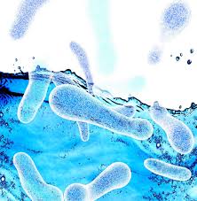 Image result for Legionella