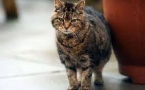 skolko prozhil samyj staryj kot vsyo pro koshek dolgozhitelej