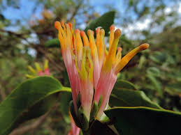 Image result for Agelanthus