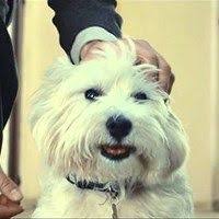 Cesar dog food is famous for having a dog named maggie in its commercials. Dog Food Commercial That Really Touches Your Heart Westie Dogs Westies Dogs