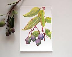 Gumnuts Art Print A5 10x8 A4 14x11 A3 Australian Native Flora Watercolour Botanical Print Eucalyptus Gum Tree Branch Botanical Prints Watercolor Wall Art Botanical Watercolor