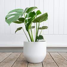 Visit bunnings warehouse new zealand today to find your nearest store! Indoor Planter Pure White Pot 28cm Plantandpot Nz