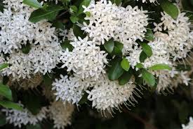 Image result for Pavetta uniflora