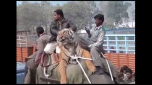 Video Of Men Casually Carrying Tiger On ...