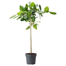 Olea Europaea Pflanze Olivenbaum Stamm Ikea Pflanzen Hangepflanzen Zimmer Zimmerpflanzen Ideen