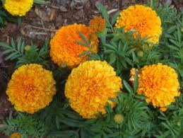 We did not find results for: Plants Can Help Keep Mosquitoes At Bay Beat The Bugs Outside With Natural Repellents Lewis Ginter Botanical Garden