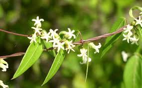 Image result for Cynanchum doleriticum