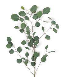 Eucalyptus Silver Dollar Eucalyptus Greenery Flower Explosion