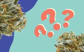 Please, try to prove me wrong i dare you. Quiz Can You Guess These Classic Cannabis Strains Leafly