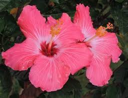 Image result for Hibiscus kirkii