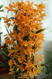 Dendrobium Stardust Firebird Orchids Flowers Stardust