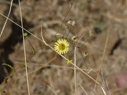 Image result for Pentanema indicum