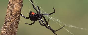 Outdoors, western black widow spiders may be terrestrial or live above the ground. Discovery On Twitter When A Male Black Widow Spider Likes A Female He Will Wreck Her Home Literally Http T Co Htpq3n8wd8 Http T Co Zaoaqoiijt