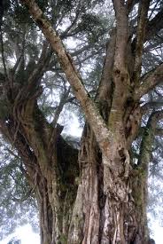 Image result for Ficus craterostoma