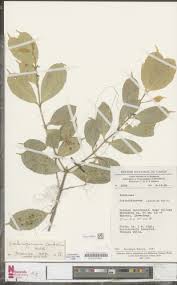 Image result for Craterispermum