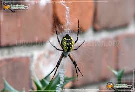 Whether it's in the corner of our living room, in the bath or hanging quietly from the ceiling, these are the most common uk spiders you're likely to spot. Black And Yellow Garden Spider Argiope Aurantia