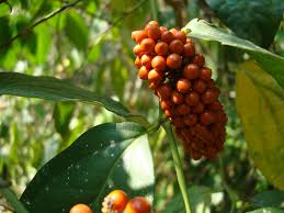 Image result for Piper guineense