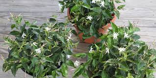 Image result for Jasminum