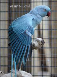We did not find results for: Blue Indian Ringneck By Fur N Fowl On Deviantart