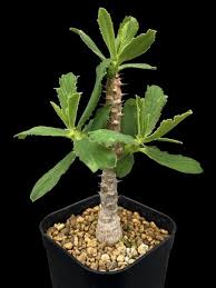 Image result for Monadenium torrei