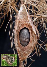 Image result for Cecropia