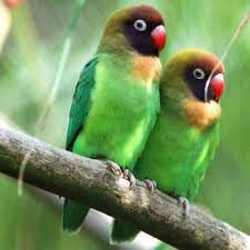 Berikut beberapa cara merawat lovebird agar ngekek panjang yang mudah dilakukan, bahkan oleh pemula: Love Birds Are A Social And Affectionate Species Of Small Parrot Description From Pinterest Com I Searched For This On Bing Com I Pet Birds Parrot Love Birds