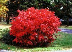 Euonymus Burning Bush Landscaping Plants Burning Bush Shrub Plants