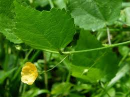 Image result for Sida veronicifolia