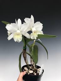 Cattleya Hawaiian Wedding Song Virgin Hcc Aos Angel Bells X Claesiana Cattleya Hawaiian Wedding Orchids