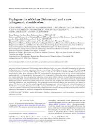 Image result for Ochna hackarsii