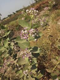 Image result for Calotropis gigantea
