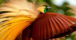 30 gambar kartun burung cendrawasih burung cenderawasih burung endemik papua ely setiawan download 10 jenis burung surg burung cantik burung gambar kartun
