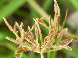 Image result for Cyperus tenuispica