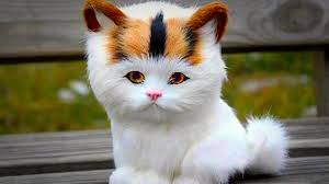 F1 și generația f2 este de obicei cea mai mare, din. 10 Cele Mai Mari Rase De Pisici Youtube