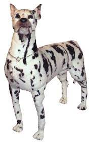 Pin On Harlequin Gd