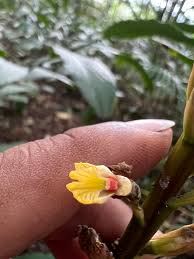 Image result for Renealmia africana