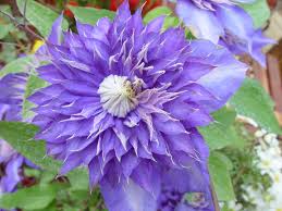 Image result for Clematis simensis