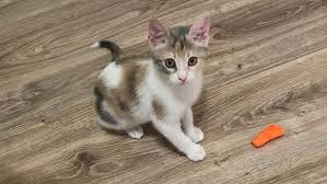 3 Aylik Yavru Kedi Sahiplendirme Istanbul Kedi Sahiplendirme Ucretsiz Kedi Sahiplendirme