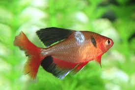 How To Cure Fungus On Aquarium Fish Recommended Fungal Treatments Aquarium Co Op