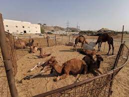 But he fell in love with it and he knew other people would, too. Ban On Milk Sale Sends Camels Into Hiding In Residential Areas Saudi Gazette