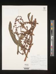Image result for Rumex ruwenzoriensis