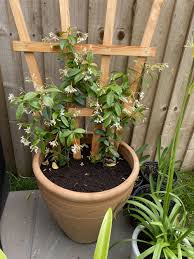 How to grow jasmine plant from cuttings and grow easily in your garden. Star Jasmine Container Bbc Gardeners World Magazine