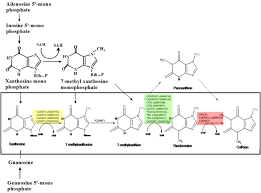 Image result for Coffea sp. A