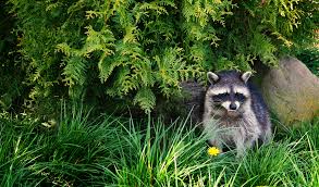 Ich habe bisher mehrmals bei waschbär bestellt. Waschbar Im Garten Bekampfen So Werden Sie Das Putzige Tier Los