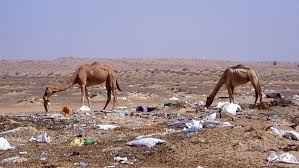 • they have thick, wooly coats that provide warmth. Plastic Waste Forms Huge Deadly Masses In Camel Guts Science News