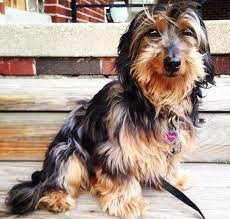 14 unreal yorkshire terrier cross breeds you have to see to believe in 2021 yorkshire terrier toy dog breeds yorkshire terrier puppies