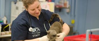 Pacifica pet hospital, located in pacifica, california, is at pacific coast highway 4300. Vaccine Clinics Pennsylvania Society For The Prevention Of Cruelty To Animals
