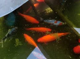 In this article, i'll explain how big goldfish can get in a pond, whether fry can survive, and what the water conditions should be to ensure a successful goldfish have a far better change of surviving in a pond with a pump and a good filtration system. Goldfish Breathing Heavily In Backyard Pond Bechewy